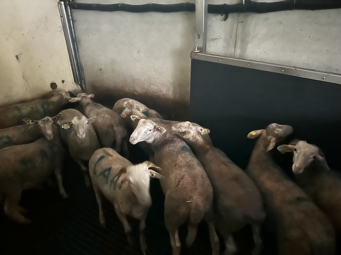 Élevage EARL Mascaras dans les Hautes-Pyrénées (65)